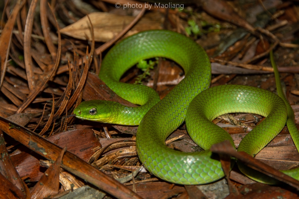 Chinese Green Snake from 四川省宜宾市叙州区高场镇石桩田 on August 15, 2021 at 09:20 PM ...