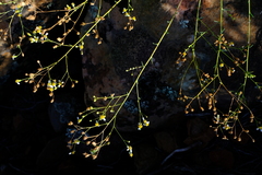 Eumorphia corymbosa