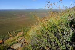 Eumorphia corymbosa