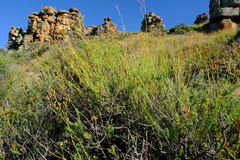 Eumorphia corymbosa