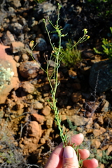 Eumorphia corymbosa