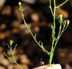 Eumorphia corymbosa
