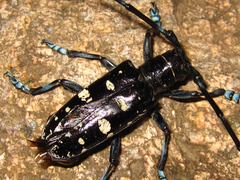 Anoplophora glabripennis