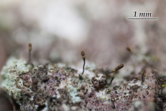 Chaenotheca olivaceorufa