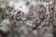 Chaenotheca olivaceorufa