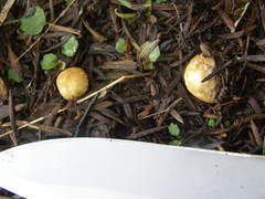 Descomyces