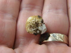 Descomyces