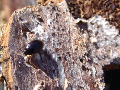 Platydema violacea