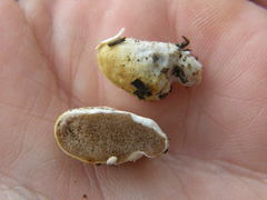 Descomyces