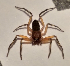 Platyoides walteri