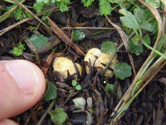 Descomyces