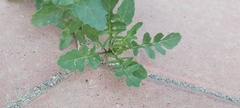 Sisymbrium irio