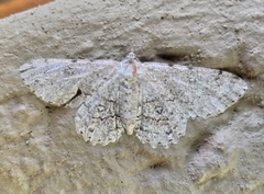 Ascotis reciprocaria