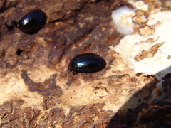 Platydema violacea