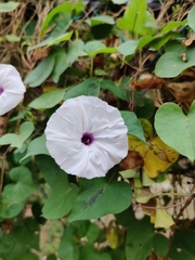 Ipomoea amnicola