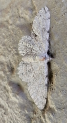 Ascotis reciprocaria