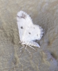 Ascotis reciprocaria