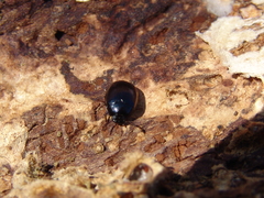 Platydema violacea