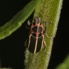 Eudiagogus maryae