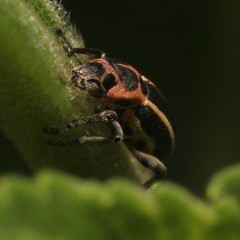 Eudiagogus maryae