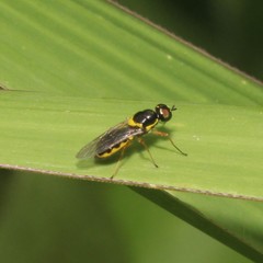 Acanthasargus