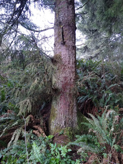 Chaenotheca olivaceorufa