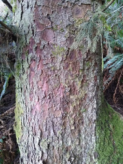 Chaenotheca olivaceorufa