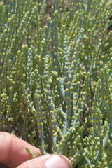 Anabasis salsa