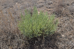Anabasis salsa