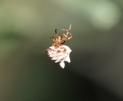 Phoroncidia sextuberculata