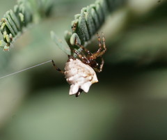 Phoroncidia sextuberculata