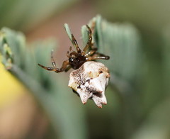 Phoroncidia sextuberculata