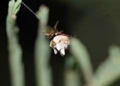 Phoroncidia sextuberculata