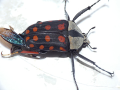 Mecynorhina passerinii