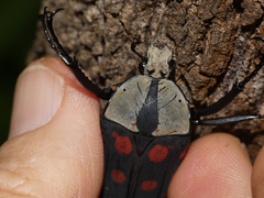 Mecynorhina passerinii