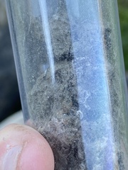 Oeciacus vicarius