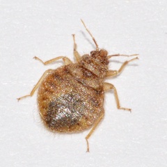 Oeciacus vicarius