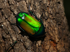 Chlorocala africana subsuturalis