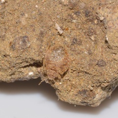 Oeciacus vicarius