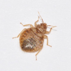 Oeciacus vicarius