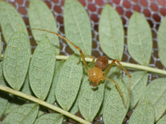 Diaea puncta