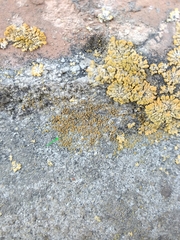 Xanthocarpia crenulatella