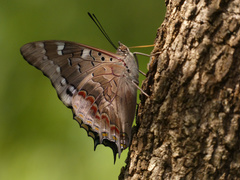 Charaxes guderiana