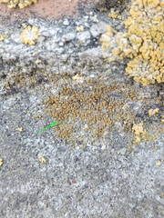 Xanthocarpia crenulatella