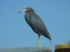 Egretta caerulea
