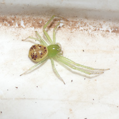Diaea puncta