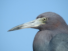 Egretta caerulea
