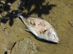 Seriola