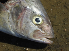 Seriola
