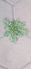 Sisymbrium irio